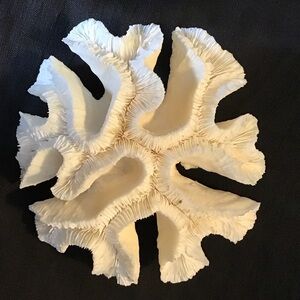 Authentic White Brain Coral Specimen